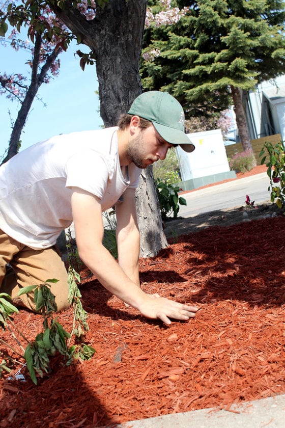 Spreading Mulch News Sports Jobs The Alpena News